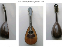 vinaccia